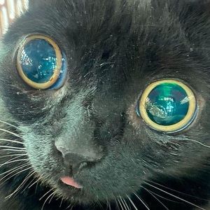 Meet your Posher, Saul